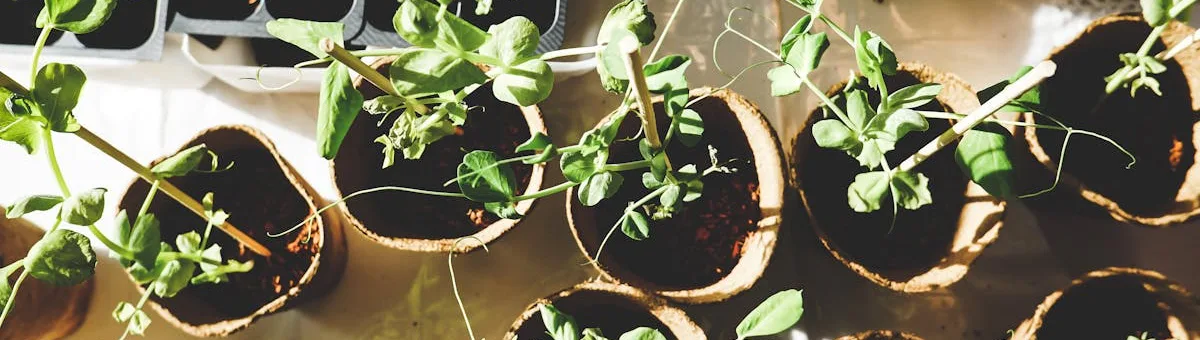 Huerto de agosto con trasplantes de brócoli y coliflor recién puestos, semilleros de lechugas y espinacas, y acolchado para retener humedad en la transición al otoño
