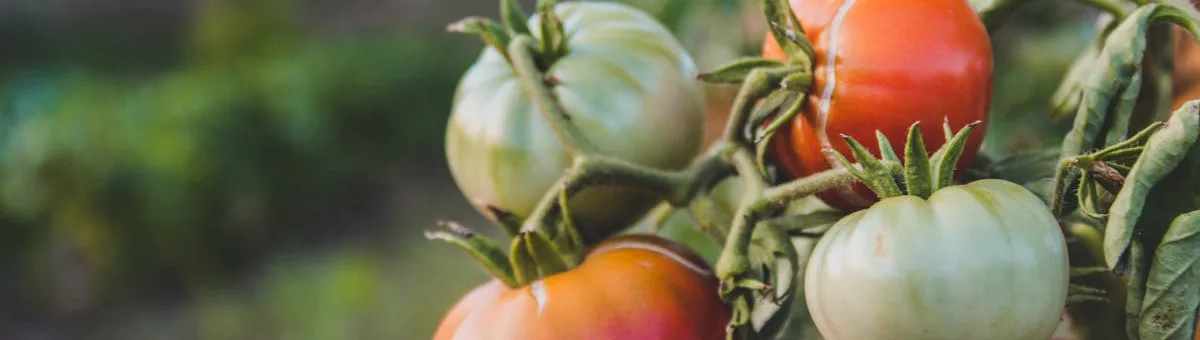 Tomates en distintas fases de maduración en el huerto madrileño