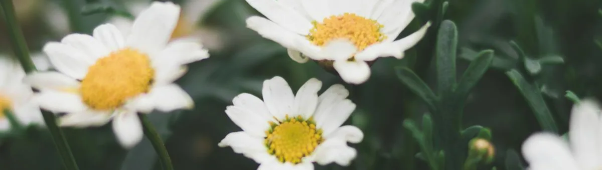 Manos de jardinero trasplantando plantones en el huerto en primavera — trabajos típicos de mayo en España