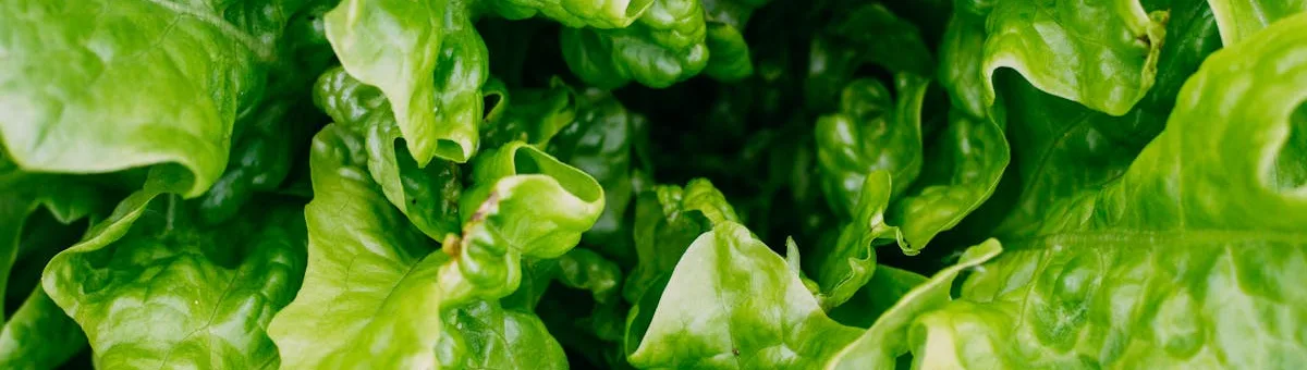 Colorful loose-leaf lettuce varieties growing in a window box planter on a balcony