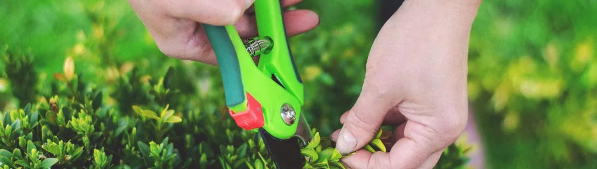 Tijeras de podar eléctricas cortando ramas de rosal en jardín