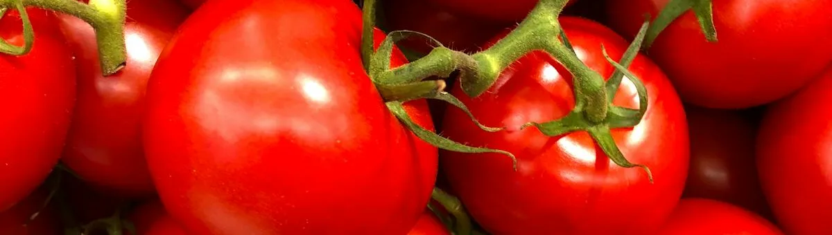 Red cherry tomatoes growing in a fabric grow bag on a sunny patio