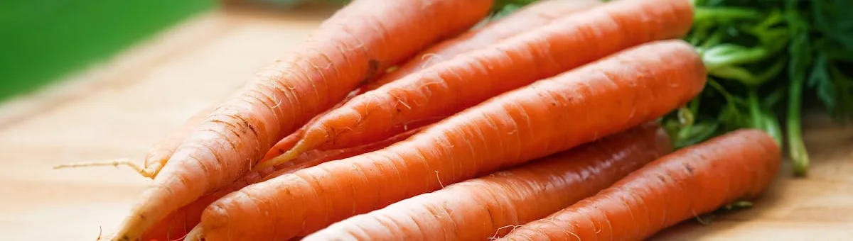 Fresh orange carrots with green tops harvested from deep container planters