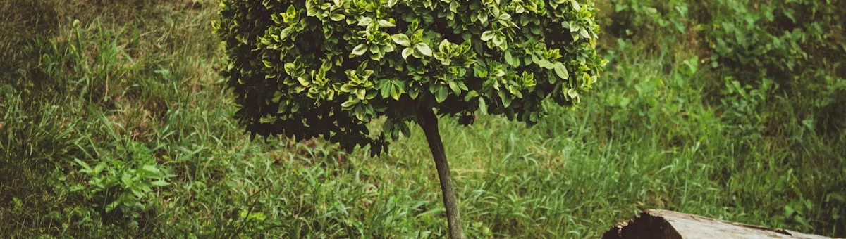 Japanese maple tree with red and orange autumn foliage in a residential garden