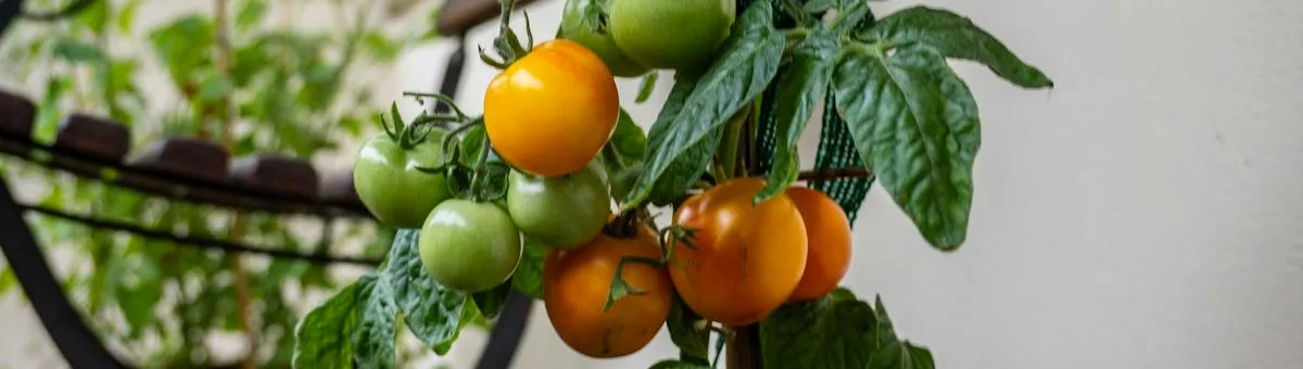 Planta de tomate cherry en maceta de terracota en balcón
