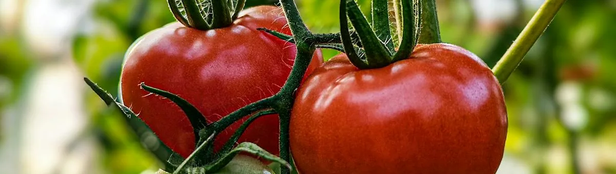 Tomates rojos y verdes maduros en la vid valenciana