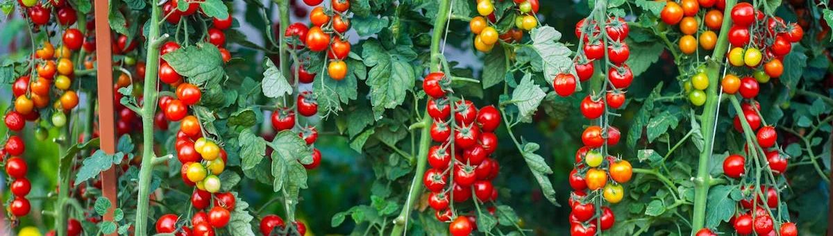 Plantas de tomate cherry con frutos rojos en el huerto gallego
