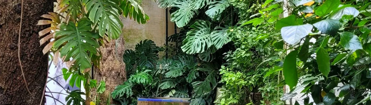 Sendero verde en jardín atlántico gallego