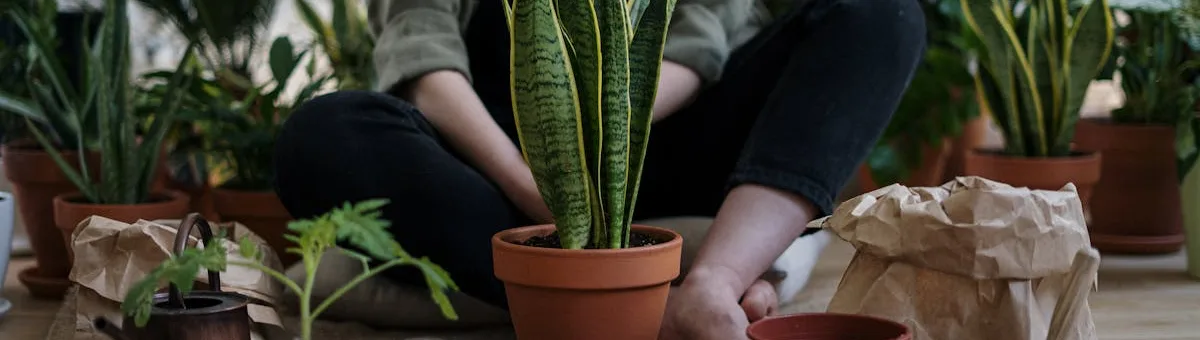 Natural ingredients for homemade garden pest remedies — neem oil, garlic, soap and spray bottle