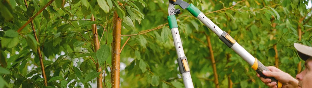 Jardinero podando ramas altas con herramienta de pértiga telescópica en jardín