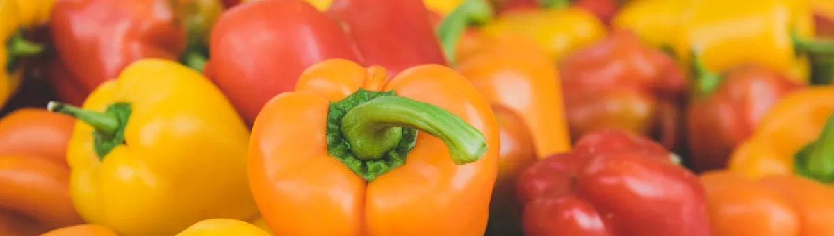 Colorful red, orange and yellow sweet peppers growing in container pots