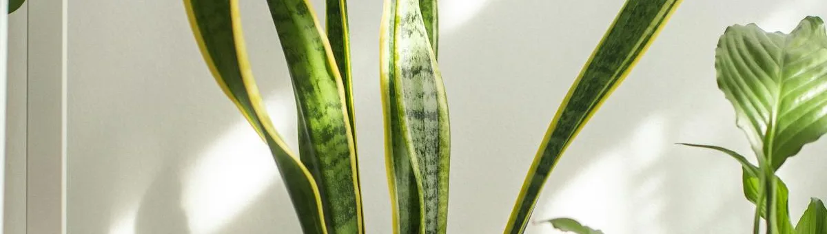 Colorful flowering plants on a bright sunny balcony with railing planters