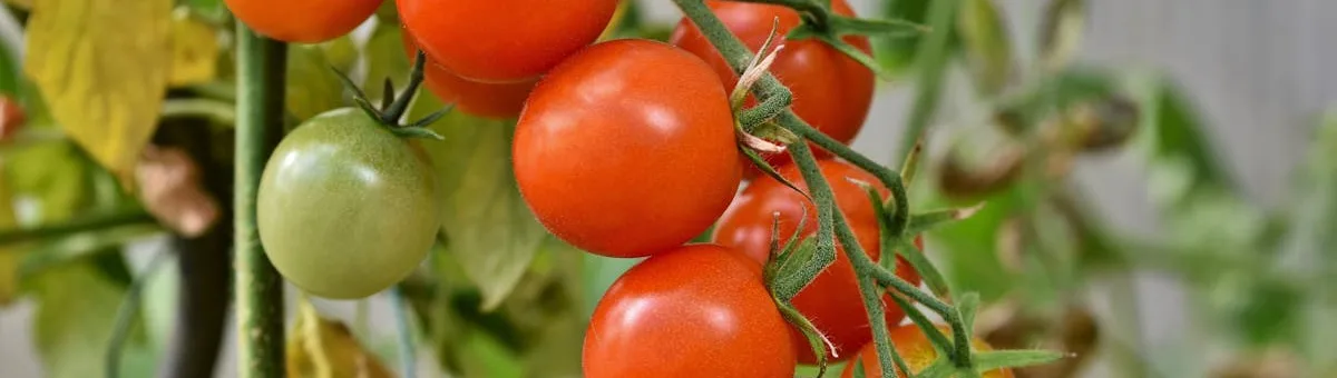 Tomates cherry en la vid en el sur soleado de España
