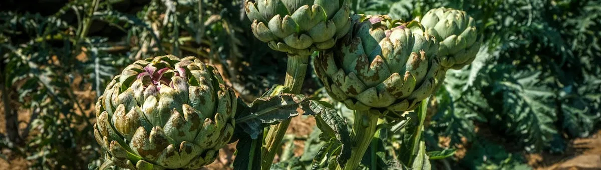 Alcachofas vibrantes creciendo en el huerto catalán