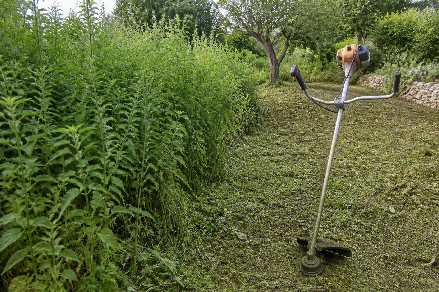 Maleza y hierba alta en un terreno de jardín antes de desbrozar