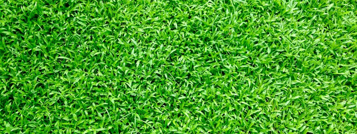 Reseeding a lawn in spring — aerator holes and fresh grass seed on soil