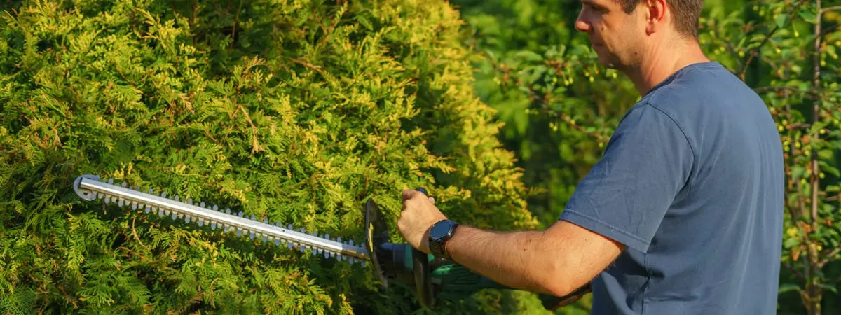 Battery hedge trimmer cutting a green garden hedge with precision