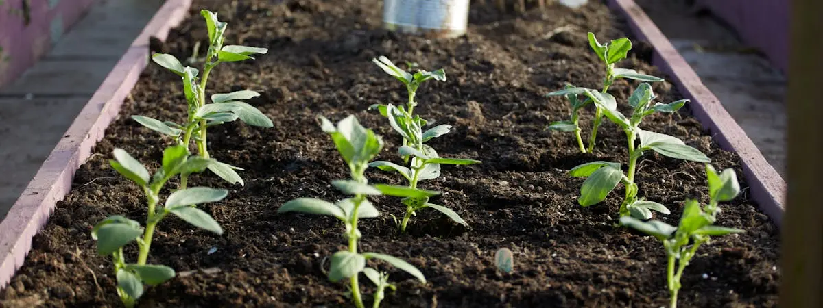 Seedlings and spring plants ready for April planting in US garden beds