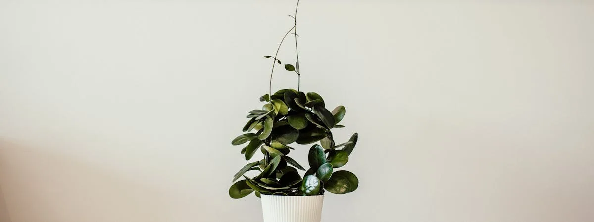 Collection of thriving indoor houseplants on a bright windowsill