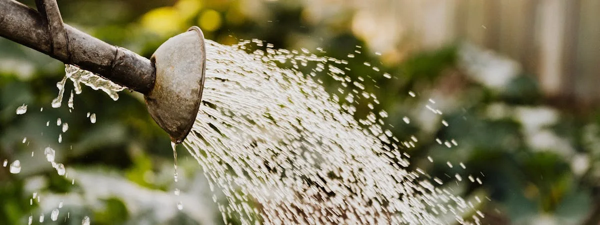 Drip irrigation system in a vegetable garden