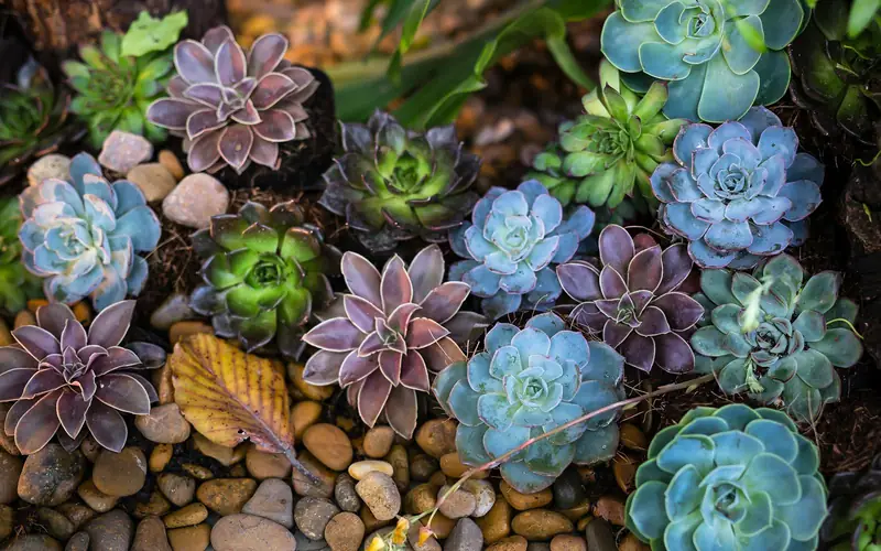 Macetas de cerámica artesanal con plantas aromáticas