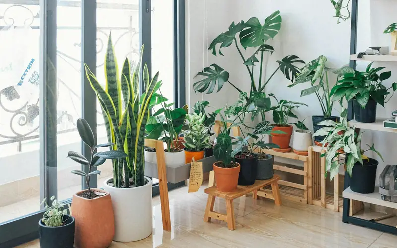 Macetas colgantes en pared de jardín con plantas variadas