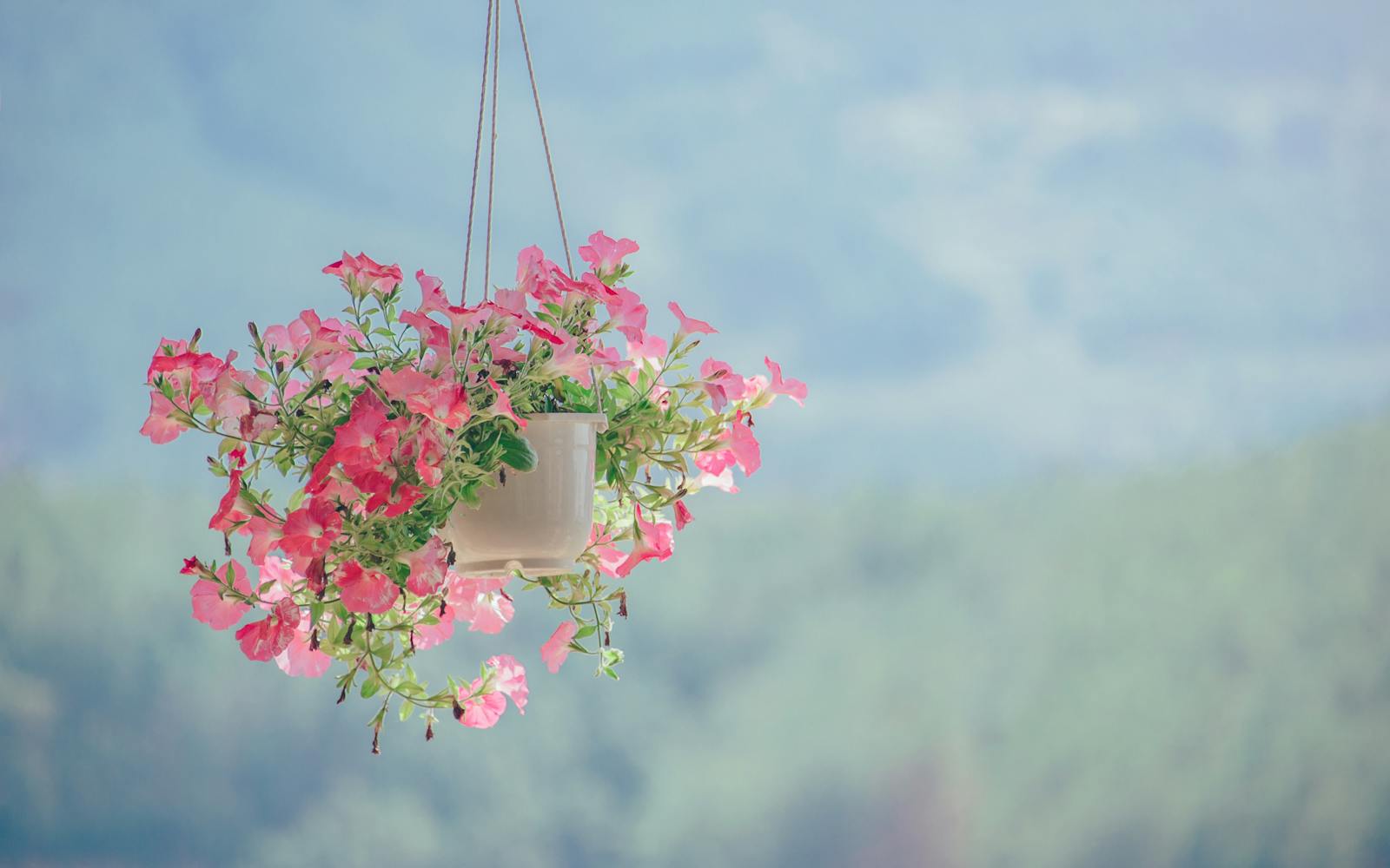 Colección de suculentas en macetas de terracota pequeñas
