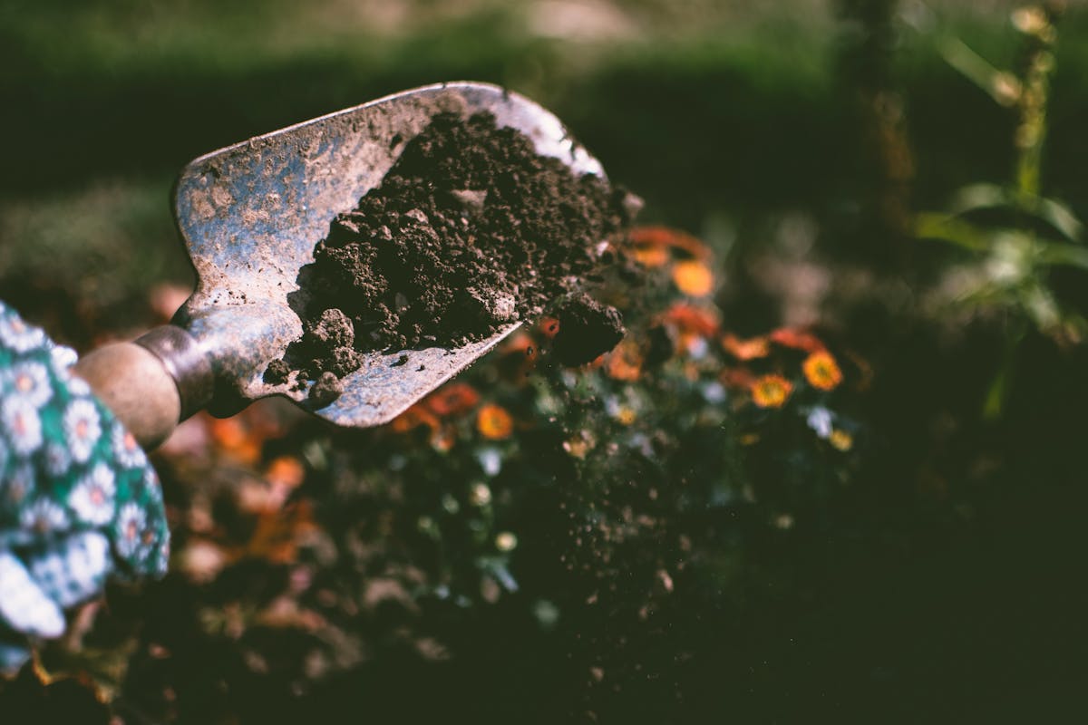 Slow-release granular fertilizer applied around garden plants