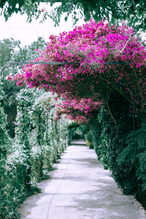 Pink bougainvillea in full bloom cascading over a Mediterranean pergola