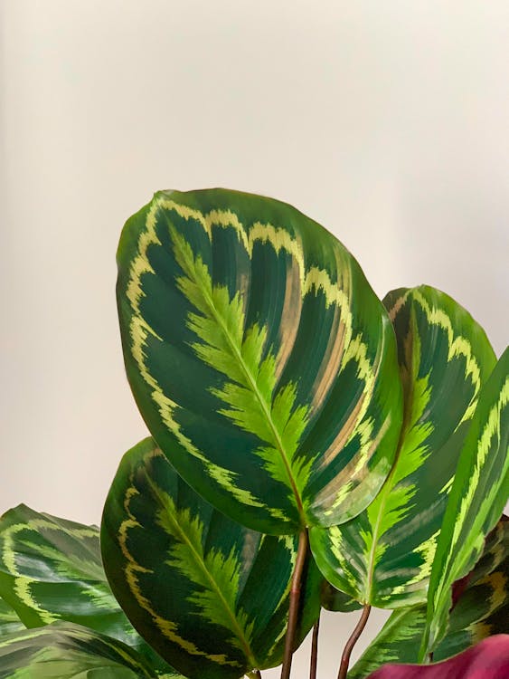 Calathea medallion with dark green and purple patterned leaves in a bright room