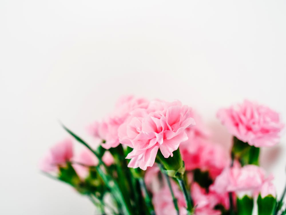 Colorful carnation flowers in full bloom in a summer garden