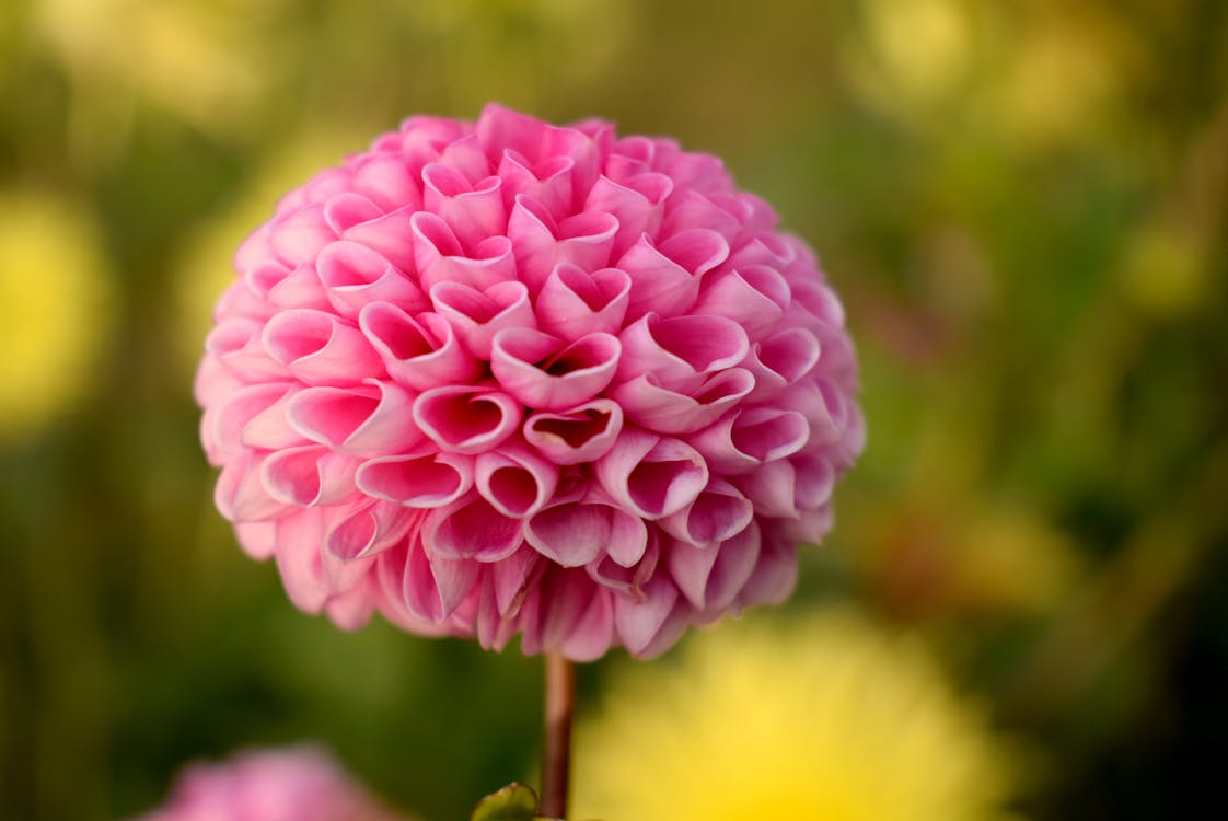 Colorful dahlias in full summer bloom in a sunny garden