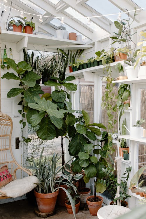 Large fiddle-leaf fig in a modern living room with natural light