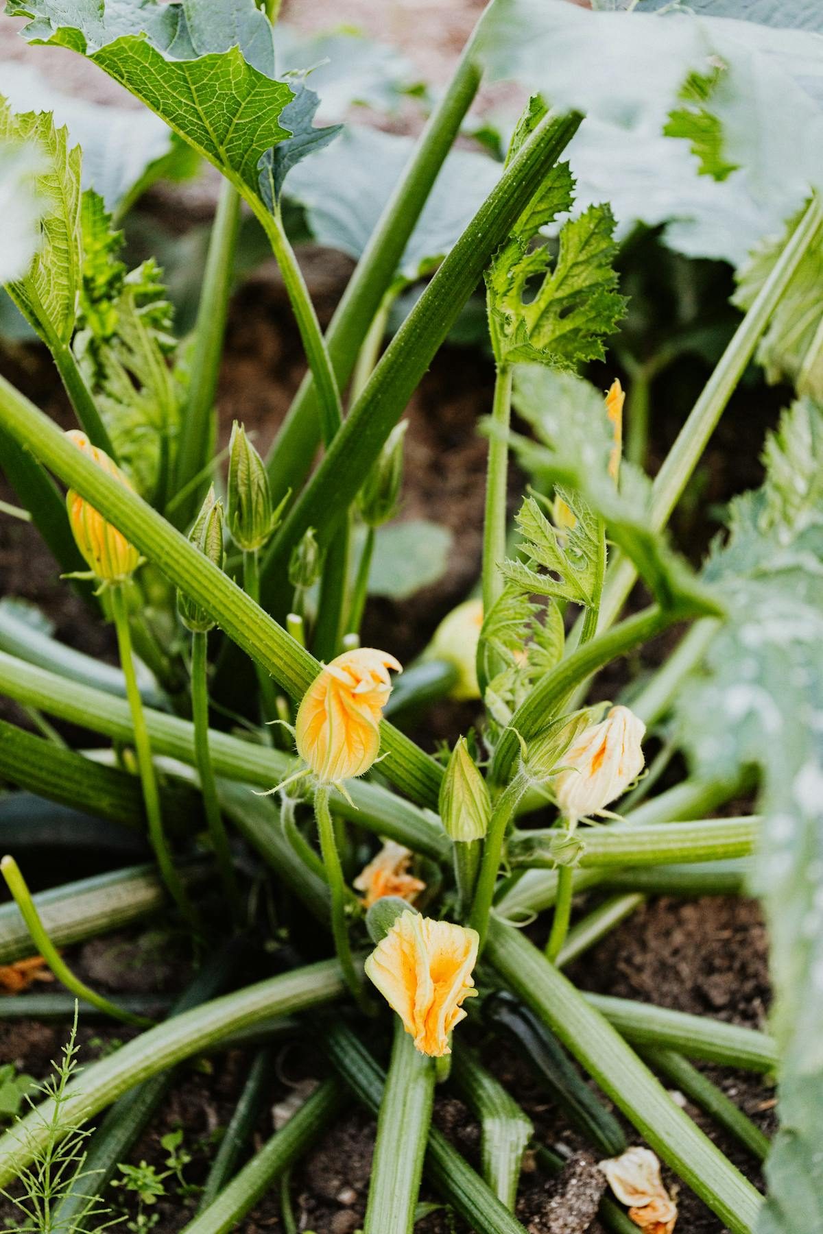Set de herramientas de mano de jardinería en acero inoxidable sobre madera