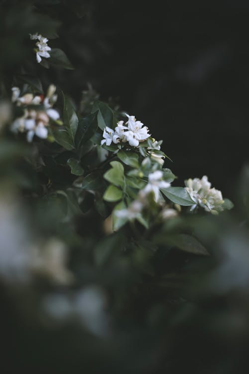 Jazmín estrellado Trachelospermum con flores blancas aromáticas sobre celosía de jardín