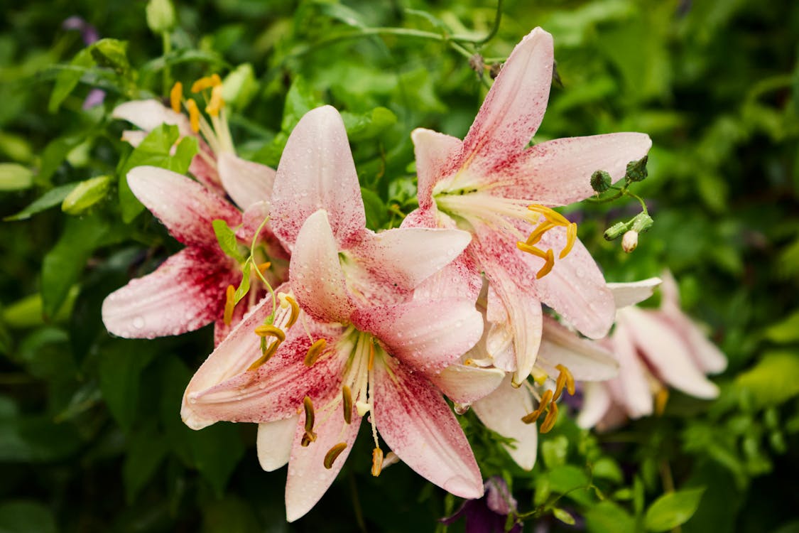 Lirios orientales blancos y rosas en plena floración estival en jardín soleado