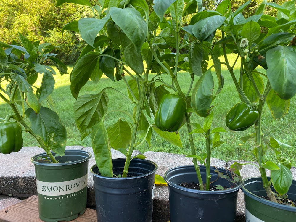 Macetas de plástico de colores con plantas de interior en estantería moderna