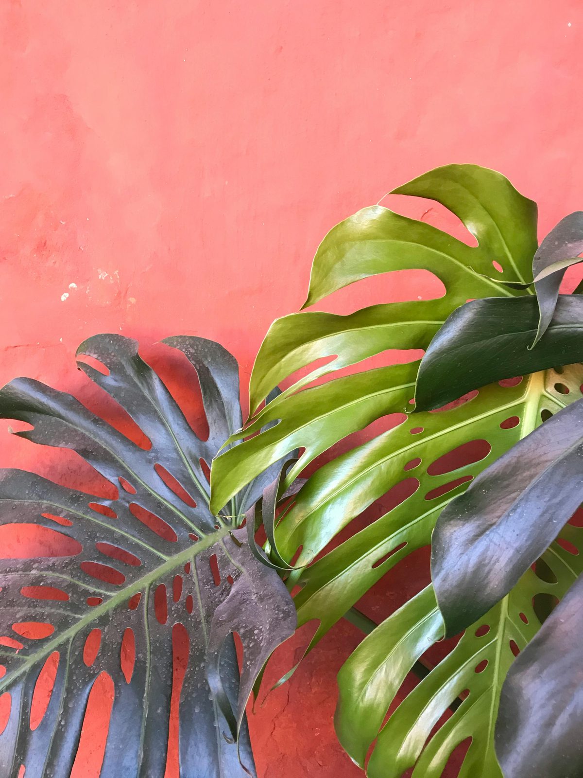 Plantas de interior sanas en maceta — prevención y tratamiento de plagas