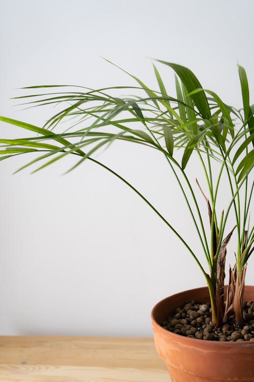 Large areca palm in a bright living room with natural light