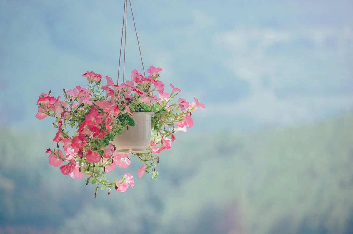 Cultivos en terraza para un calendario de siembra adaptado a Canarias