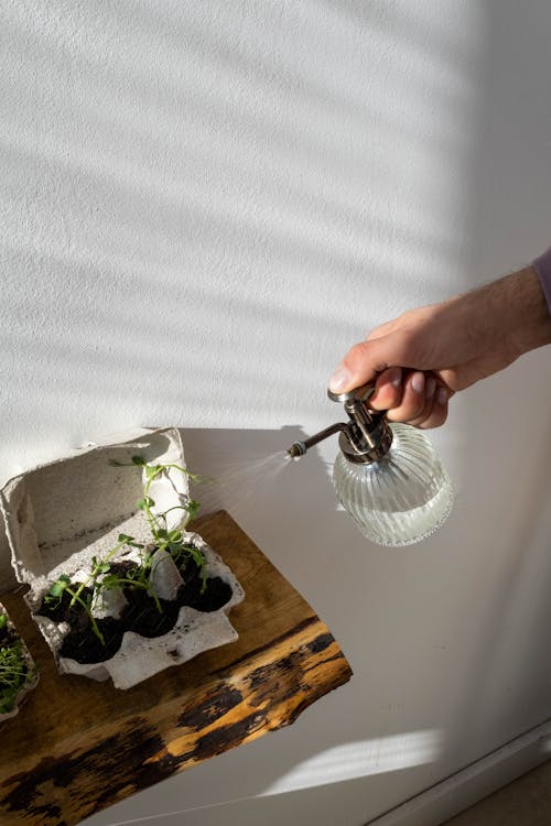 Liquid fertilizer being applied to indoor plants with a watering can