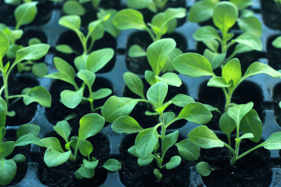 Seed starting tray with tomato and pepper seedlings in germination stage