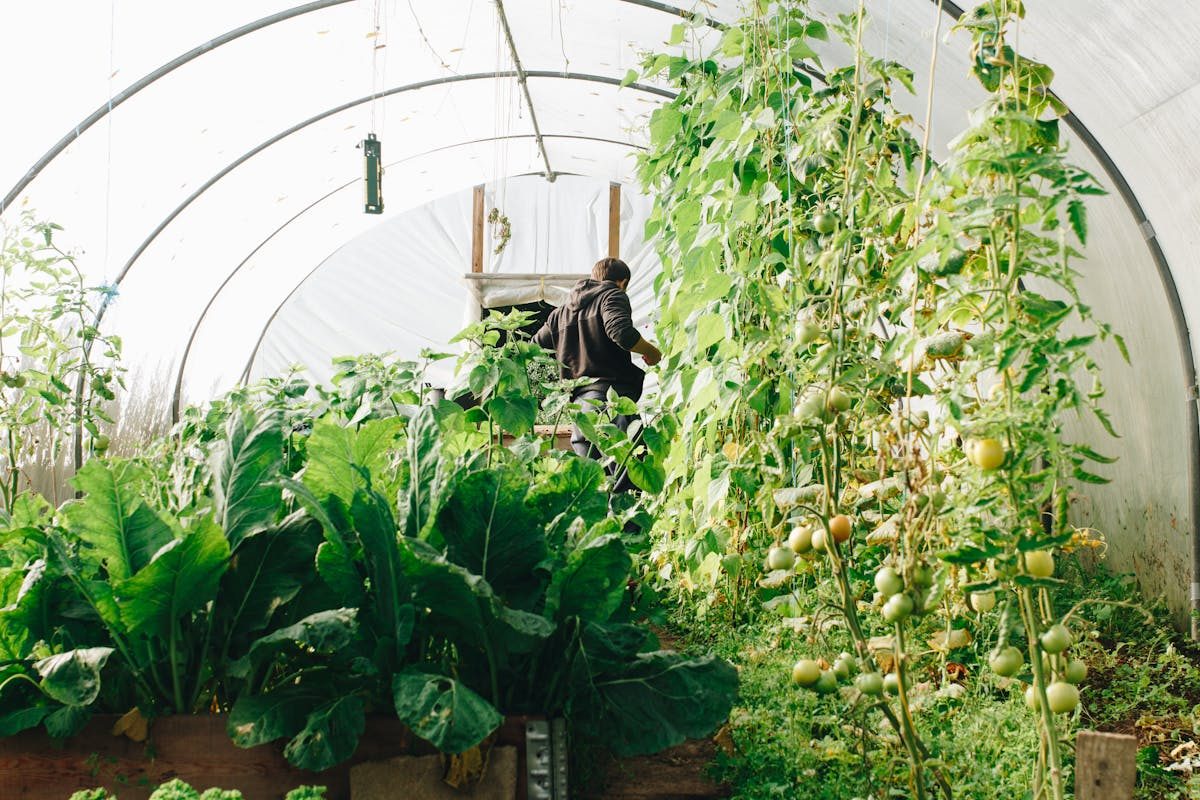 Variety of indoor and outdoor plant types in pots