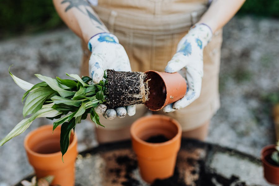 Sistema de riego por goteo funcionando en un jardín con plantas bien hidratadas